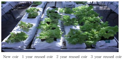 코이어 배지의 사용연수에 따른 상추의 생육(20℃, 30일 생육)