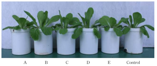 폐코이어 배재를 혼합한 육묘용 상토가 30일 생육시킨 배추 생육에 미치는 영향(A; 폐유기배지 45% + 펄라이트 35% + 질석 12% + 제오라이트 8%, B; 폐유기배지 55% + 펄라이트 25% + 질석 12% + 제오라이트 8%, C; 폐유기배지 65% + 펄라이트 15% + 질석 12% + 제오라이트 8%, D: 폐유기배지 75% + 펄라이트 5% + 질석 12% + 제오라이트 8%, E; 폐유기배지 85% + 펄라이트 5% + 질석 5% + 제오라이트 5%)