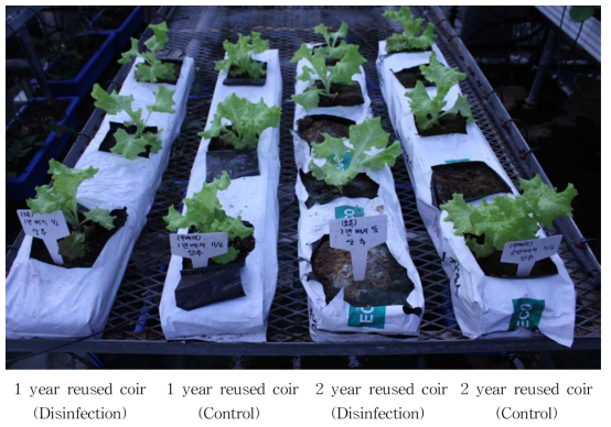 코이어 배지의 증기 소독에 따른 사용연수별 상추의 생육 (20℃, 30일 생육)