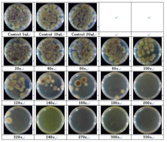 Fusarium oxysporum의 전류(18V, 9.8A) 처리 시간에 따른 colony 변화