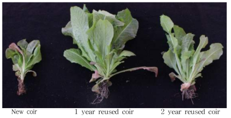 배지 사용연수에 따른 상추의 생육(20℃, 30일 생육)