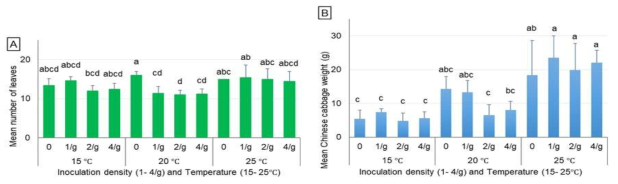 Mean number of leaves (A) and weight (B) of potted Chinese cabbage under a constant temperature regime after 60 days of inoculation at varying Heterodera schachtii inoculation densities. Bars represent standard deviations. The same lowercase letters on the bars indicate that there was no significant difference among means