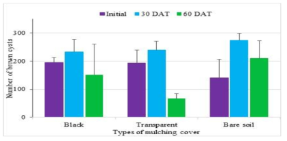 Number of brown cysts in different mulching at different counting time