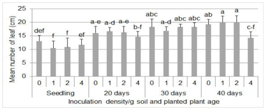 Number of leaves of Chinese cabbage plants counted 60 days after sugarbeet nematode inoculation on potted Chinese cabbage depending on inoculation densities and planted plant age at 25℃ incubator. Bars on the graph were standard deviation. The same uppercase letter on the bars indicated that there is no significant difference among means (Tukey’s Studentized Range Test, P<0.05)