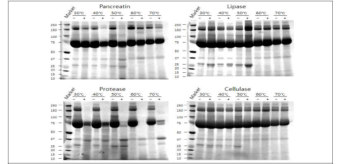 효소 처리 온도에 따른 누에분말 추출물의 단백질 패턴