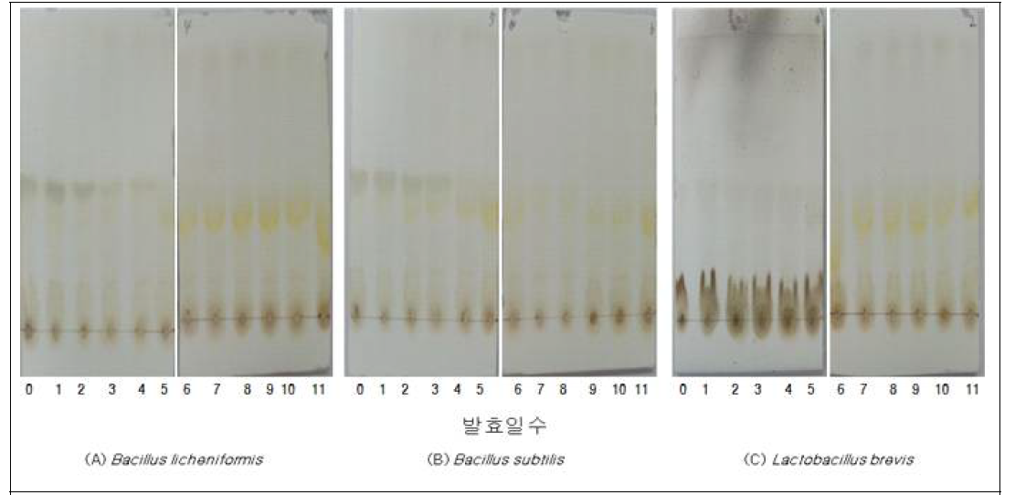 3종의 미생물에의한 동충하초 발효물질분석 –TLC (부탄올 전개용매)