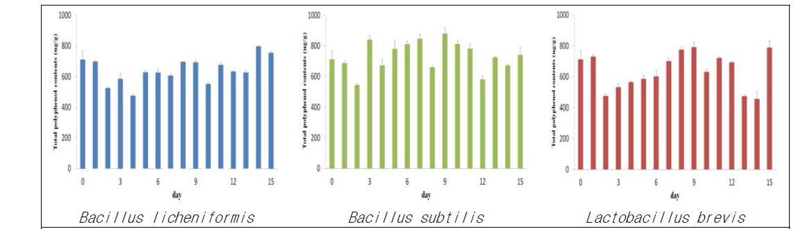 동충하초 발효 균주별 발효기간에 따른 총 폴리페놀 함량 변화