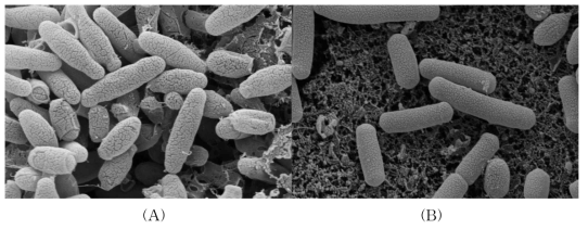 SEM of isolated strains. (a) Bacillus licheniformis YW16 (b) Bacillus subtilis KJ21