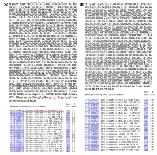 16S rDNA gene sequencing and NCBI BLAST search. (A) Bacillus licheniformis YW16 (B) Bacillus subtilis KJ21