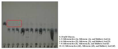 TLC chromatogram following silkworm powder, silkworm fece, and mulberry leaf treated with α-glucosidase. (N) : Not treated, (F) : Not fermented and filtering, (A) : Fermented,(AF) : Fermented and filtering