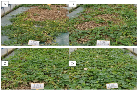유기재배시 대목 종류에 따른 참외 재배후기(7월)의 생육 상태 A: 금홍토좌, B: 조생토좌, C: 에이스, D: 슈퍼매직