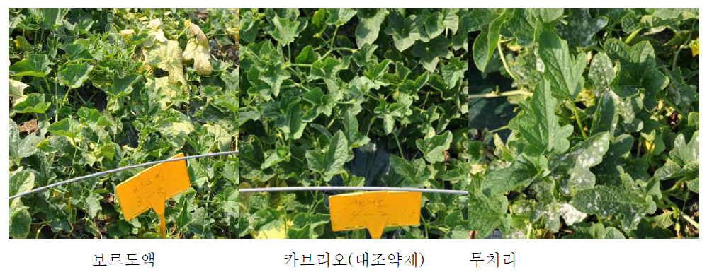 보르도액 처리에 의한 흰가루병 방제효과