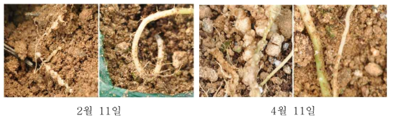 밀기울 살균에 따른 뿌리생육(좌 : 무처리, 우 : 밀기울 살균)