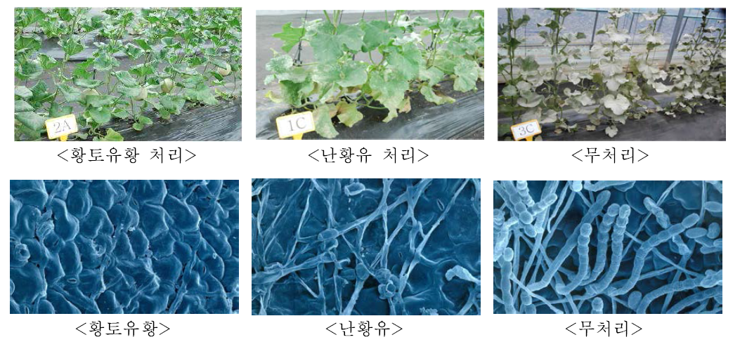 멜론 흰가루병에 대한 친환경 농자재 방제 효과