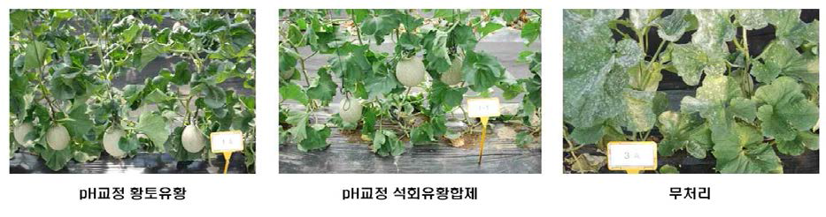 친환경 농자재를 이용한 멜론 흰가루병의 방제 효과(7월 1일)