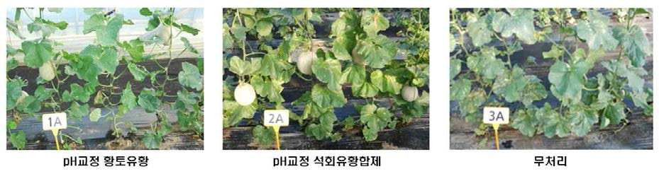 친환경 농자재를 이용한 멜론 흰가루병의 방제 효과(10월27일)