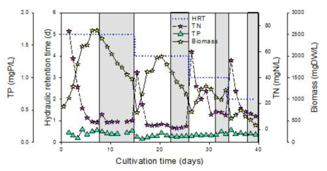 HRT에 따른 biomass의 변화와 질소, 인의 농도의 변화