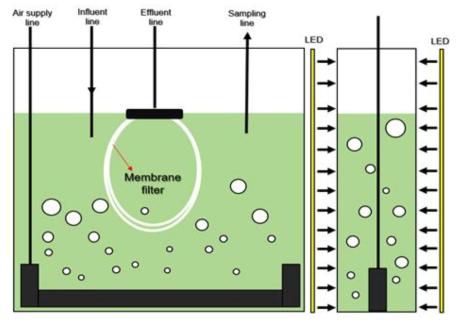 Photoautotrophic 및 mixotrophic reactor의 모식도. 광독립영양 및 혼합영양반응조는 빛의 명암주기에 의해 조절되며 그 반응조의 물리적 형태는 동일함