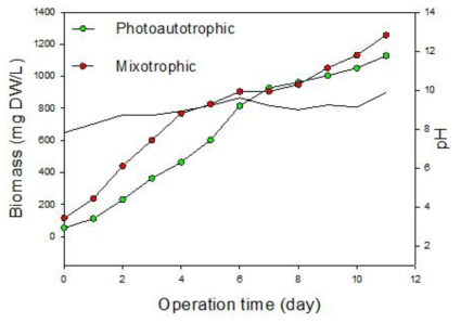 Photoautotrophic 및 mixotrophic reactor의 biomass 성장곡선
