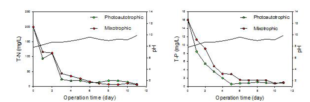 Photoautotrophic 및 mixotrophic reactor 유출수의 총질소, 총인 농도