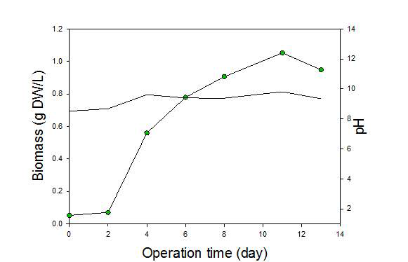 stacked-MFC+photobioreactor 처리시스템의 biomass 성장곡선