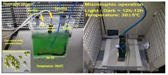 본 실험의 photoautotrophic 및 mixotrophic 반응조