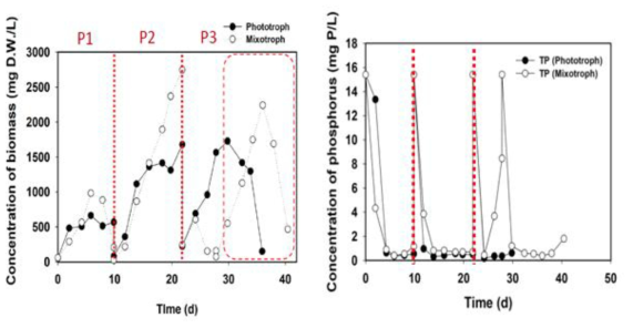 photoautotrophic 및 mixotrophic 반응조 내 biomass 성장곡선 및 인 제거율