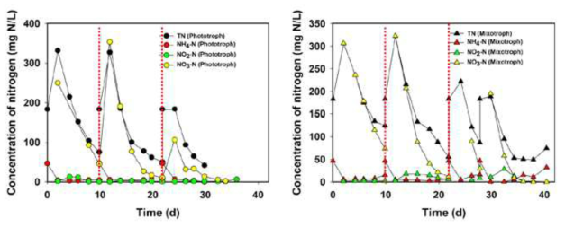 photoautotrophic 및 mixotrophic 반응조 유출수의 질소 농도(TN, NH3-N, NO2-N,NO3-N)