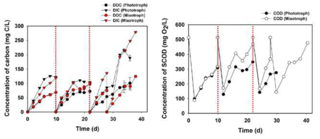 photoautotrophic 및 mixotrophic 반응조 유출수의 DOC, DIC, COD 농도