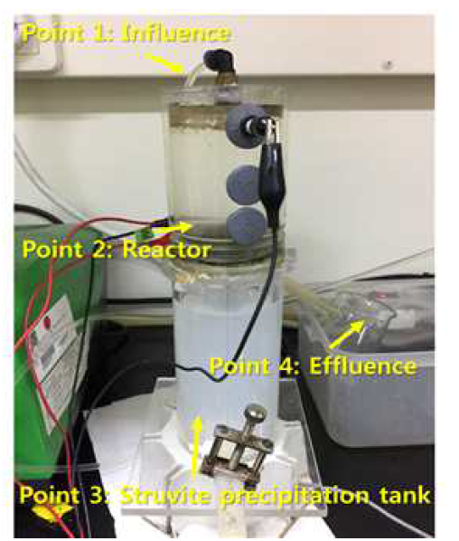 Struvite 결정화 반응조와 결합된 C_MFC의 samipling point
