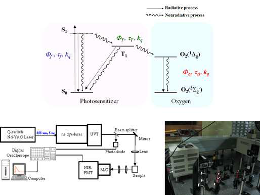 파장-시간분해 단일항 산소 인광 측정 시스템