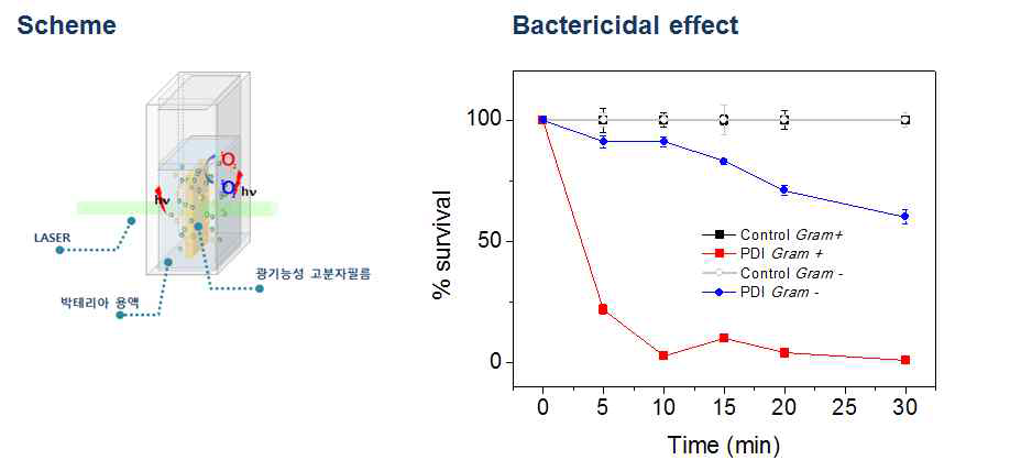 광기능성 고분자 필름을 이용한 그램음성균주와 양성균주의 사멸 효능