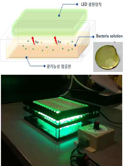 광기능성 합금판을 이용한 박테리아 사멸 효능 평가 모식도