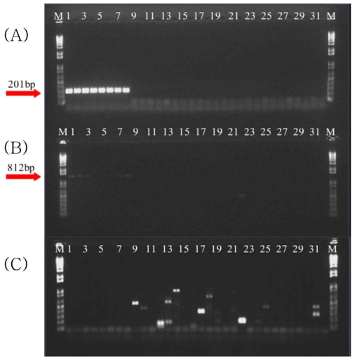 PCR amplification of membrane protein, recN and Partial maltose phosphorylase gene with the primers, respectively. Lane M is the size marker (1 kb DNA plus ladder; Gibco BRL) while lanes 1 to 8 were Weissella koreensis strains, lanes 9 to 31 were included strains from other Weissella species along with strains from species of Lactobacillus, Leuconostoc as listed in Table 1 and lane 32 was a negative control (distrilled water); (A) Membrane protein gene, (B) recN gene (Lee et al. 2011), (C) Partial maltose phosphorylase gene (Cho et al. 2009)