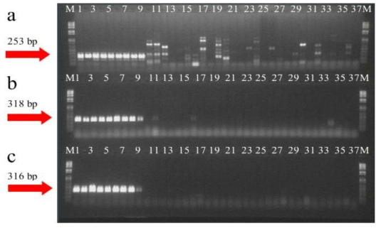 PCR amplification of 16S/23S rRNA, recA, and hypothetical protein gene with the primers, respectively. Lane M is the size marker (1 kb DNA plus ladder; Gibco BRL) while lanes 1 to 9 were Lactobacillus plantarum strains, lanes 10 to 36 were included strains from other Lactobacillus species along with strains from species of Lactococcus, Leuconostoc, Pediococcus, Streptococcus, and weissella as listed in Table 1 and lane 37was a negative control (distrilled water); (a) 16S/23S rRNA gene (Quere et al. 1997), (b) recA gene (Torriani et al. 2001), (c) hypothetical protein gene