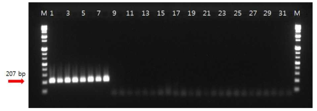 PCR amplification of the membrane protein with the primers. Lane M is the size marker (1 kb DNA plus ladder; Gibco BRL) while lanes 1 to 8 were W. cibaria strains, lanes 9 to 31 were included strains from other Weissella species along with strains from species of Lactobacillus, Leuconostoc as listed in Table 1 and lane 32 was a negative control (distilled water)