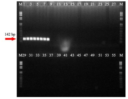 PCR amplification of a hypothetical protein gene from Leuconostoc citreum using species-specific Lci142F/R primer set. Lane M, Size marker (1Kb plus DNA ladder; Gibco BRLTM); lanes 1-55 listed in Table 1. Lane 56, Distilled Water