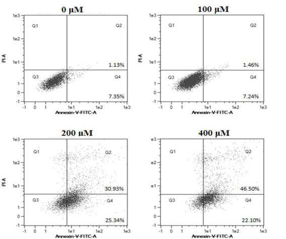 The effect of formaldehyde on apoptosis in SK-N-SH cells. Representative flow cytometric analysis of cells stained with annexin V/PI following treatment with 100-400 μM formaldehyde for 24 h. The lower left panel shows the live cells, the lower right panel shows the early apoptotic cells, the upper right panel shows the late apoptotic cells or cells undergoing necrosis, and the upper left panel shows necrotic cells