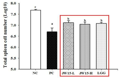 Effect of Weissella cibaria JW15 on the Splenocyte counts in immunosuppressed BALB/c mice induced by cyclophosphamide. Data represent the mean ± SD of four mice in each group. Different superscript letters (a, b and c) indicate the statistical differences determined by ANOVA (P <0.05)
