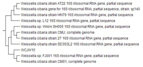 16S RNA seuquence of prototype sample with W. cibaria JW15 strain