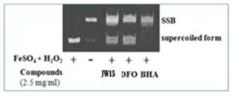Inhibitory activity of DNA SSB by W. cibaria JW15