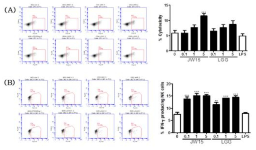 Effect of live W. cibaria on NK cell cytotoxicity and IFN-γ produdction(splenocytes)