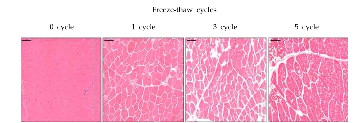 Microscopic observations (cross section) of muscle fiber of chicken breast after freeze-thaw cycles (Bar=100 μm)