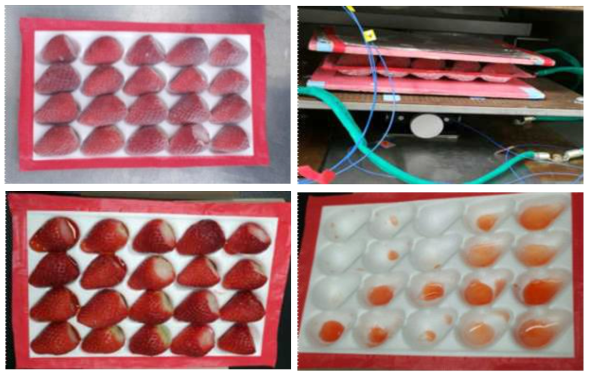 수출용 딸기전용 포장용기에 배열한 후 전자기장 급속해동기를 이용한 냉동딸기 해동모습
