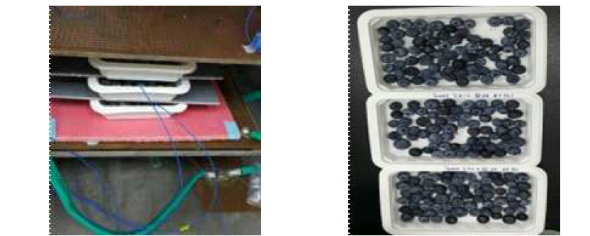 전자기장 급속해동기를 이용한 냉동 블루베리의 전자기장 해동모습