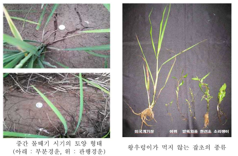 경운방법에 따른 논토양 바닥의 상태와 발생 잡초