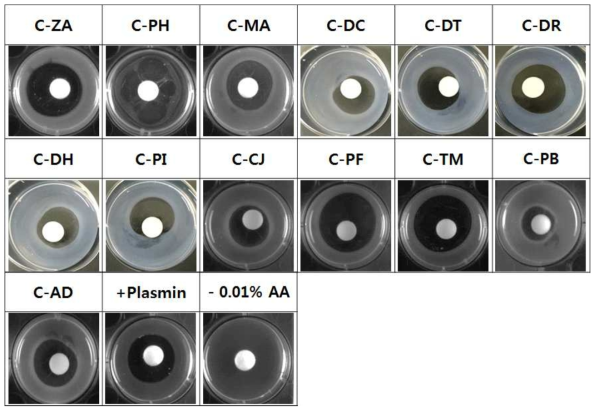 C-ZA, 아메리카왕거저리; C-PH, 울도하늘소; C-MA, 솔수염하늘소; C-DC, 참넓적사슴벌레; C-DT, 넓적사슴벌레; C-DR, 애사슴벌레; C-DH,. 왕사슴벌레; C-PI, 톱사슴벌레; C-CJ, 큰남색잎벌레붙이; C-PF, 왕빗살방아벌레; C-TM, 갈색거저리; C-PB, 흰점박이꽃무지; C-AD, 장수풍뎅이; 0.01% AA, acetic acid; + plasmin