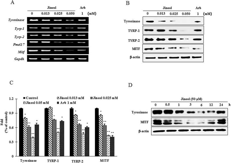 Jineol에 대한 melanin 관련 단백질의 발현 효과