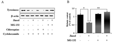 Jineol이 proteasomal와 lysosomal degradation에 미치는 영향