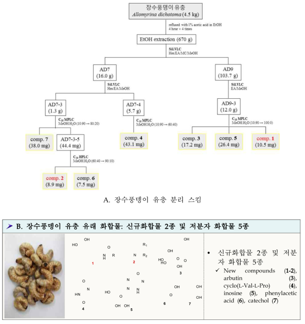 장수풍뎅이 유래 화합물 분리과정(A) 및 분리된 화합물(B)